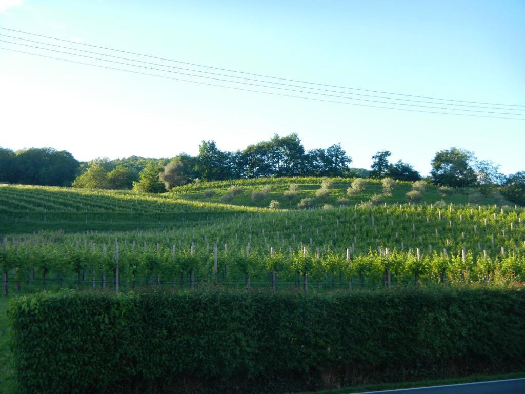 Sant'Andrea Agriturismo Con Cantina Martignago Vignaioli Asolo Prosecco Docg Wines Maser Extérieur photo